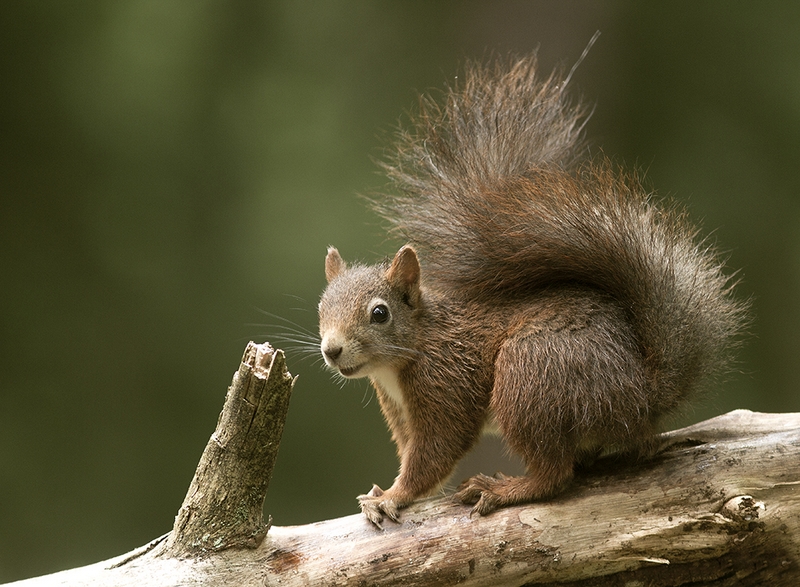742 - SQUIRREL 3 - KRISTENSEN JOERGEN - denmark.jpg